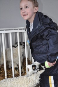 Bottlefeeding a lamb!