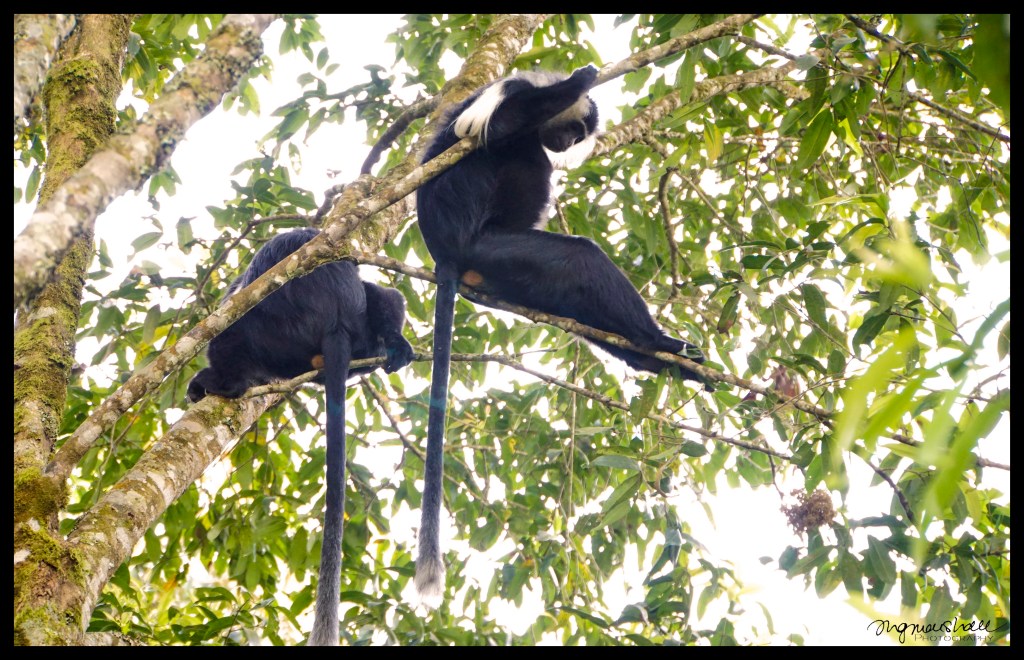Colobus Monkeys