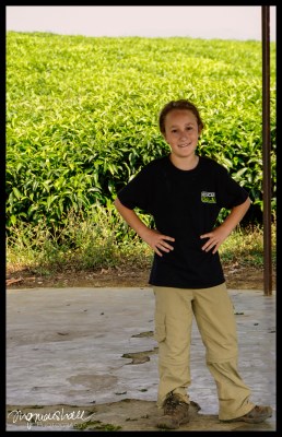 In the tea plantations