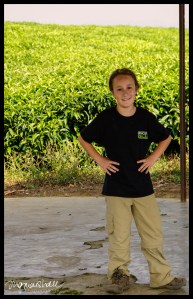 In the tea plantations