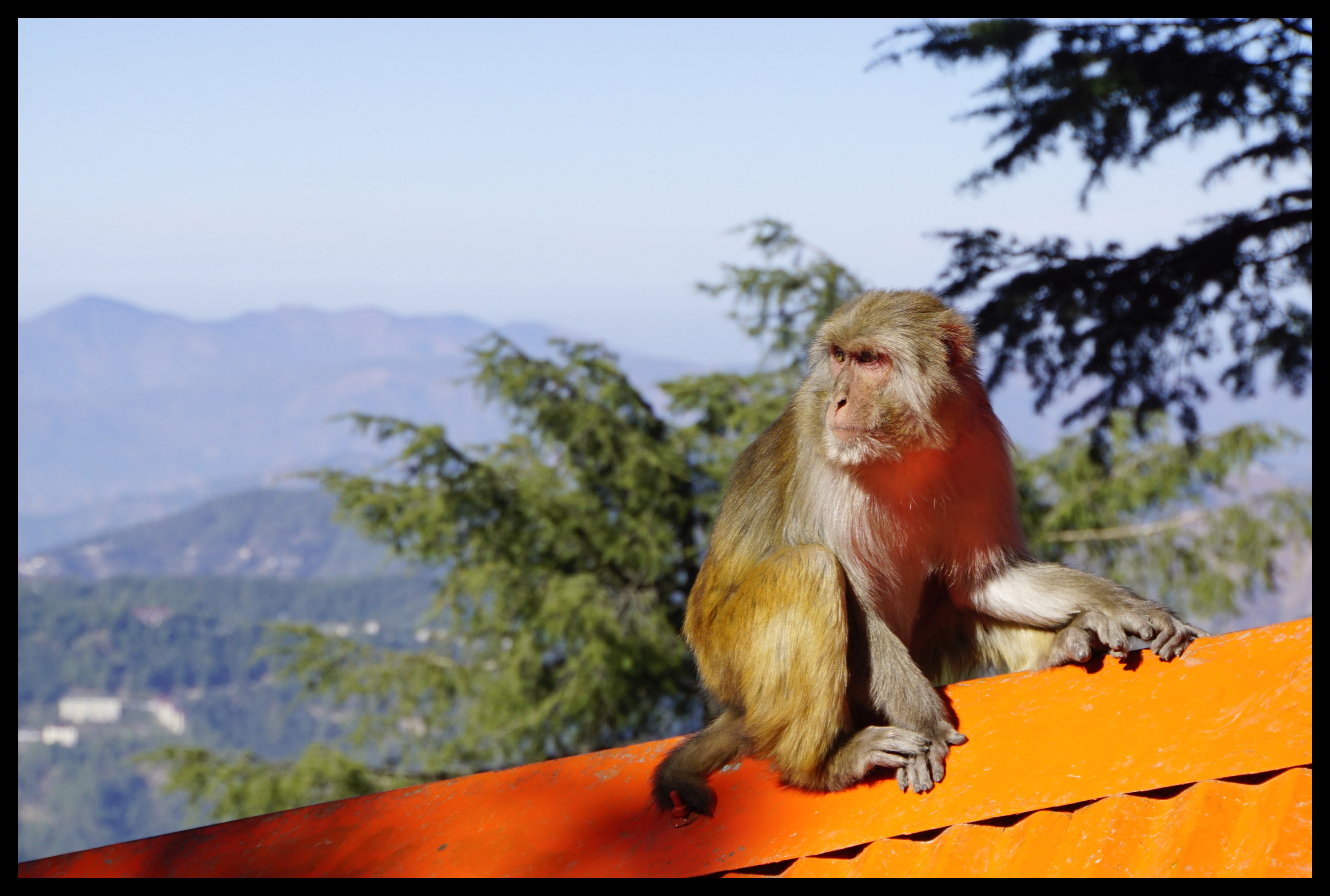 Himachal Pradesh – Round the World Kid