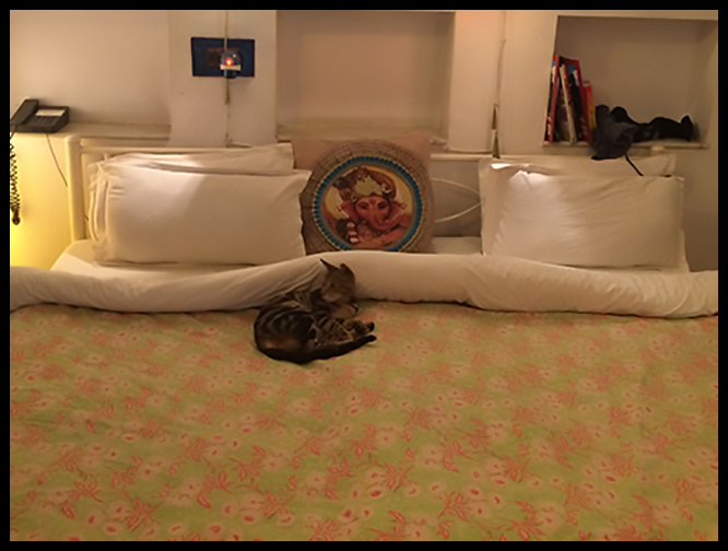 Pushkar - Cat on bed