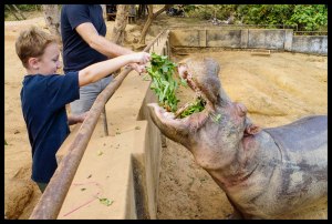 Feeding the Hippo