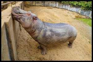 Meditating Hippo