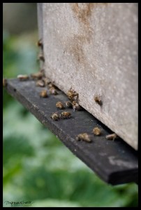 Buzzing Bees