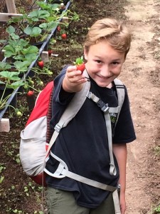 Picking Strawberries