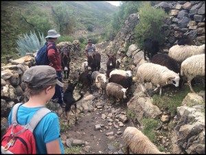 Sheep crossing during the hike.