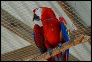 Majetic Macaw