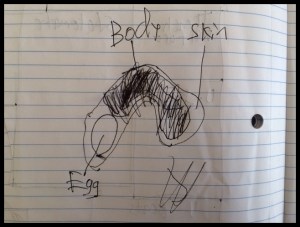 My illustration of a tardigrade egg