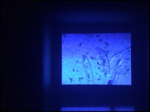 Real tardigrades under a microscope