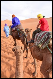 Camels into the desert!