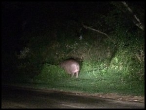Hippo at night